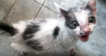 道路脇で衰弱して倒れ、助けを求めて鳴いていた子猫。保護から3ヶ月後の元気な姿に胸が熱くなる 保護された子猫