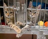 2匹の子猫がケージ越しに手を繋いでいるのを保護施設のスタッフが発見！ その愛らしいふたりの姿に一瞬で心が溶かされる