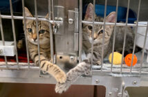 手を繋ぐ保護子猫達