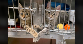 手を繋ぐ保護子猫達