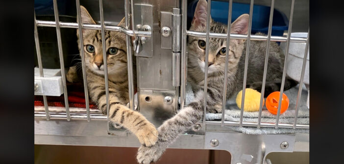 手を繋ぐ保護子猫達