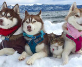 ハスキー犬に死の淵から救い出された保護猫。たくさんの愛情のおかげで元気を取り戻し、今ではすっかり家族の一員に！