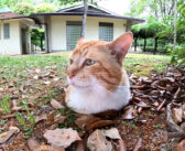 地面から生えてきたような猫さんの姿を発見！ ナデナデすると愛らしい反応が返ってきた ( *´艸｀)♡