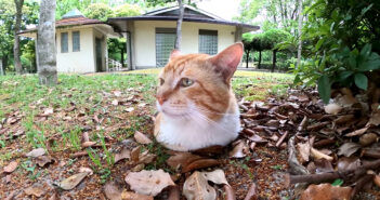 地面から生えてきたような猫さんの姿を発見! ナデナデすると愛らしい反応が返ってきた ( *´艸`)♡ 地面から生えてきた猫