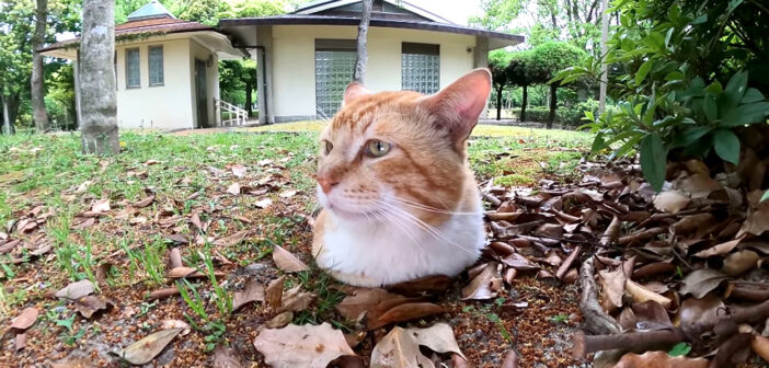 地面から生えてきた猫