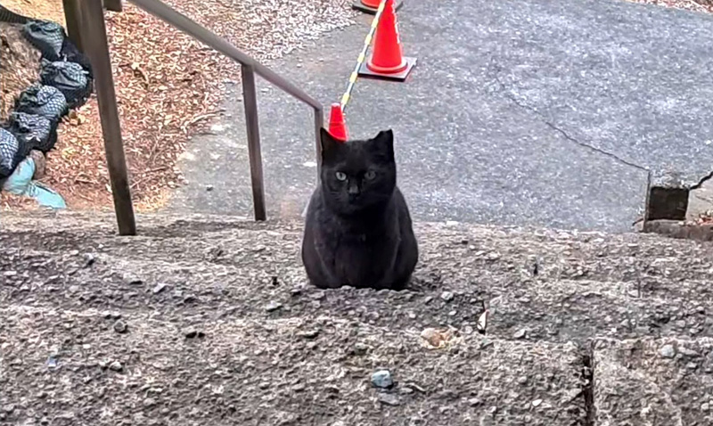 階段の下からモフモフされに来た猫