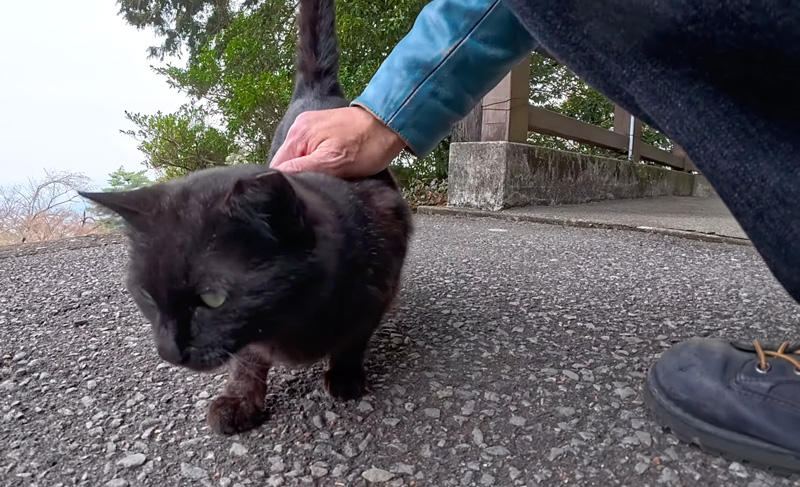 ナデナデされる猫