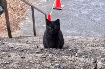 階段の下からモフモフされに来た猫