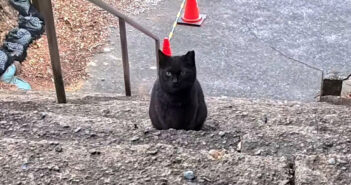 神社の黒猫が階段の下からモフモフされに来た瞬間が尊すぎた… ナデナデすると最高に甘えん坊な姿を見せてくれた♡