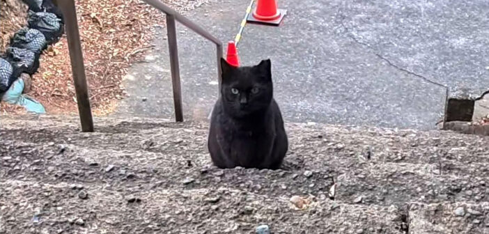 階段の下からモフモフされに来た猫