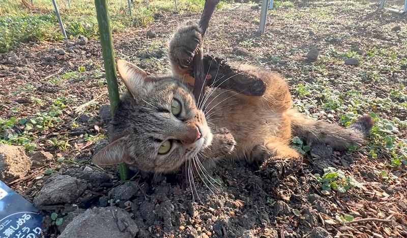 畑ではしゃぎ回る猫