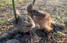 畑ではしゃぎ回る猫