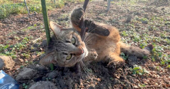畑ではしゃぎ回る猫