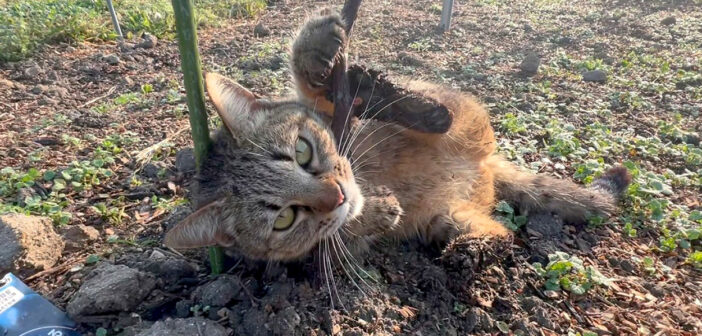 畑ではしゃぎ回る猫