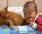 赤ちゃんにシッポを噛まれた猫さん。猫パンチする思いきや、とっても優しい反応が (*´ｪ｀*)♡