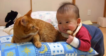 赤ちゃんにシッポを噛まれた猫