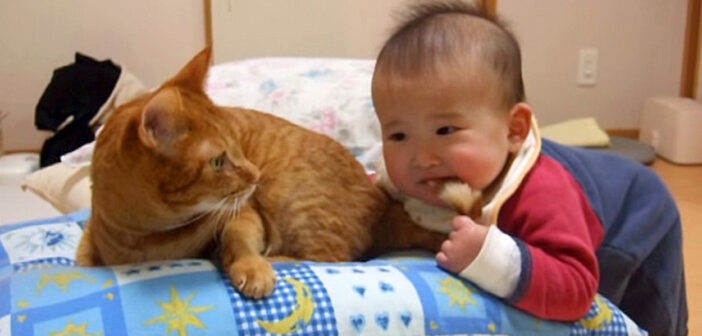 赤ちゃんにシッポを噛まれた猫さん。猫パンチする思いきや、とっても優しい反応が (*´ｪ｀*)♡