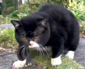 「むー！」と鳴く、猫に見える木彫りの熊!? その可愛すぎる声や仕草にキュンとする ( *´艸｀)♡