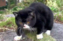 木彫りの熊のような猫