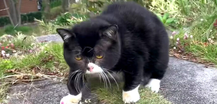 「むー！」と鳴く、猫に見える木彫りの熊!? その可愛すぎる声や仕草にキュンとする ( *´艸｀)♡