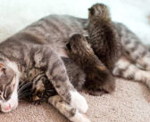 生まれたばかりの3匹の子猫を失い、悲しみに暮れていた猫。里親さんの強い想いで、3匹の迷子の子猫のお母さんになる
