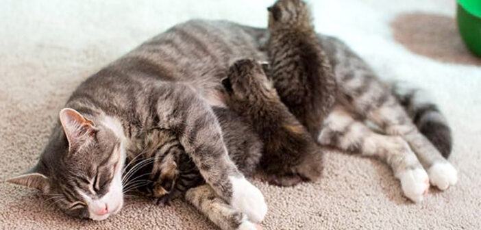 生まれたばかりの3匹の子猫を失い、悲しみに暮れていた猫。里親さんの強い想いで、3匹の迷子の子猫のお母さんになる