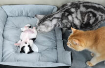 子犬を心配する猫達