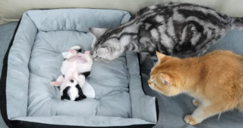 子犬を心配する猫達