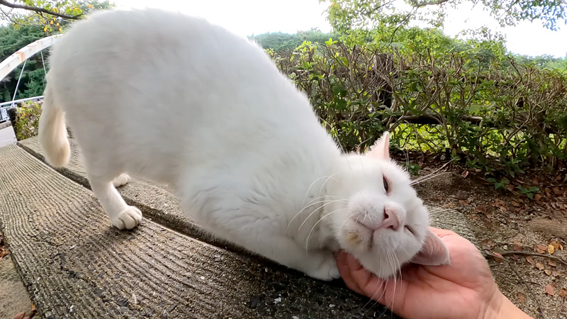 ナデナデされる猫