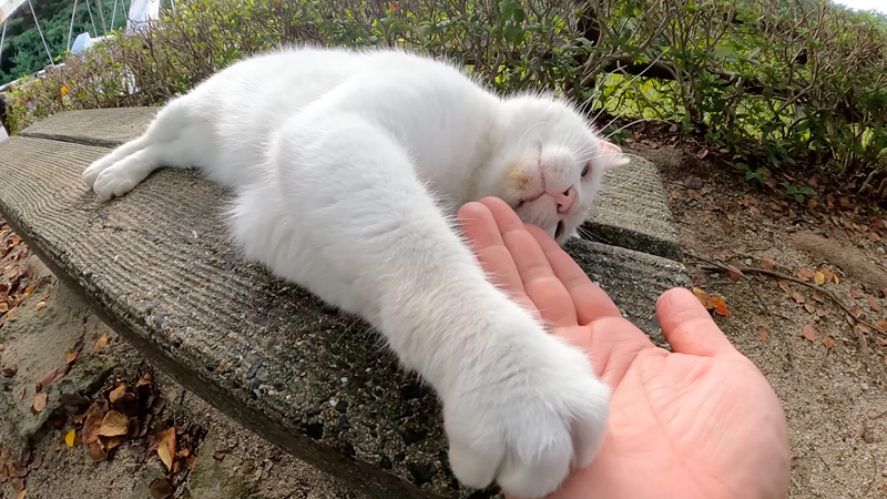 モフモフして欲しい猫