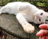 手を掴んで「ここをモフれ！」と要求してきた白猫さん。言われるままモフモフすると、可愛すぎる反応が返ってきた♡