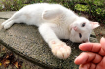 モフモフして欲しい猫