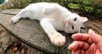 モフモフして欲しい猫