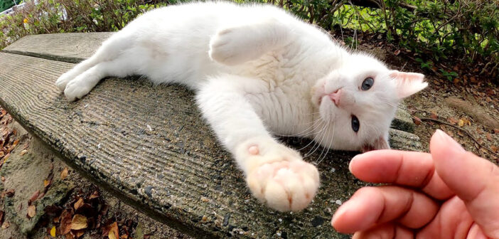 手を掴んで「ここをモフれ！」と要求してきた白猫さん。言われるままモフモフすると、可愛すぎる反応が返ってきた♡