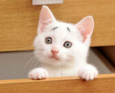 いつも困った顔の眉毛子猫。可愛さ溢れるおねだりに、誰も拒否することができなくて ( *´艸`)♡