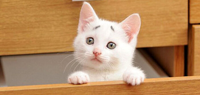 いつも困った顔の眉毛子猫。可愛さ溢れるおねだりに、誰も拒否することができなくて ( *´艸｀)♡