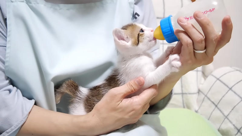 ミルクを飲む子猫