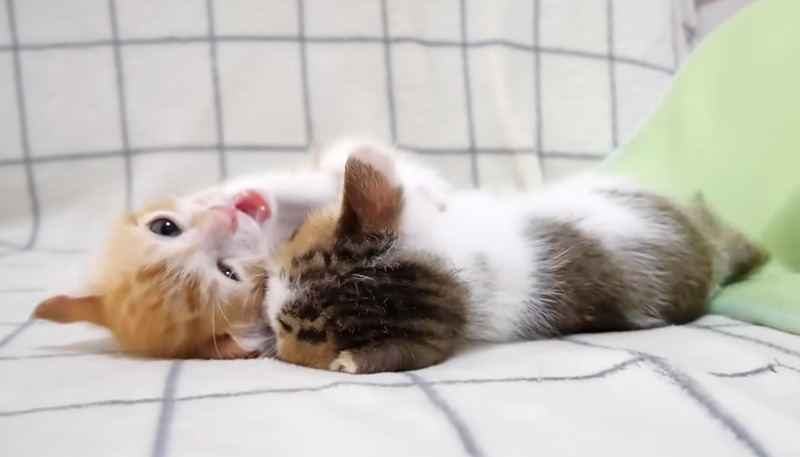 プロレスごっこする子猫達