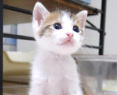 超高音ボイスで「キャー！」と鳴きながらミルクをおねだりする子猫。お腹を満たすと激しいことに ( *´艸｀)♪