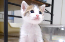 超高音でキャーと鳴く子猫