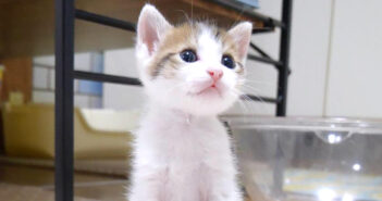 超高音でキャーと鳴く子猫