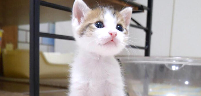 超高音でキャーと鳴く子猫