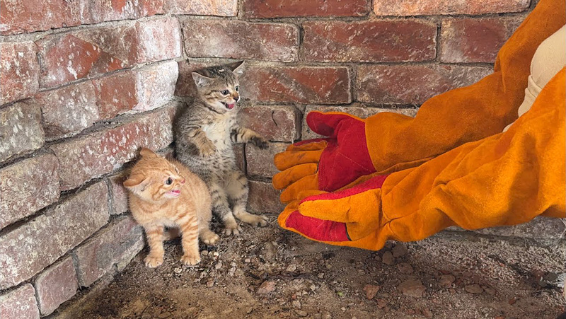 人間を怖がる子猫達