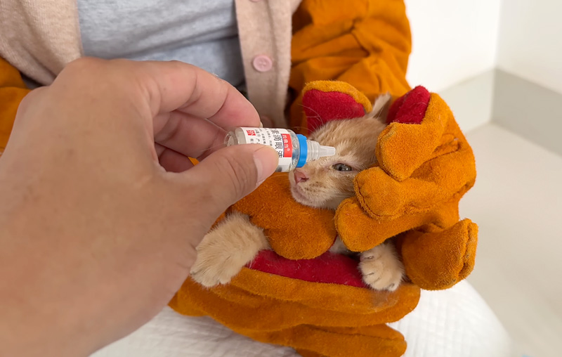 目薬をさす子猫