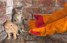 人間を怖がる子猫達