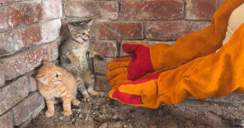 人間を怖がり、凶暴化して威嚇が止まらない子猫達。保護主さんに優しくされて、徐々に心を開いていく姿にホッとする