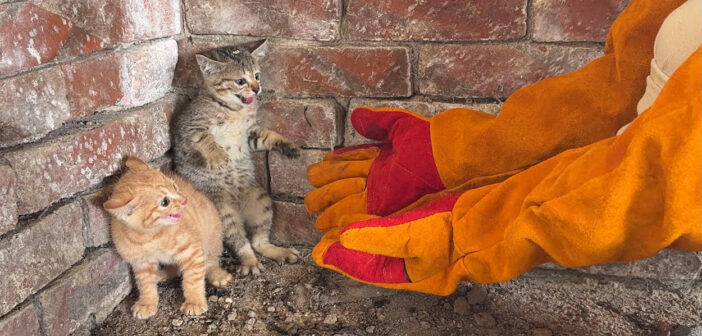 人間を怖がる子猫達