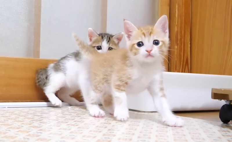 遊び回る子猫達