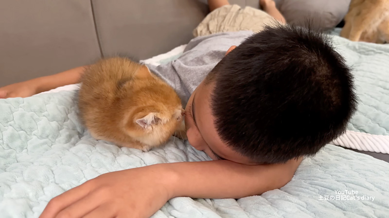 男の子を毛づくろいする子猫