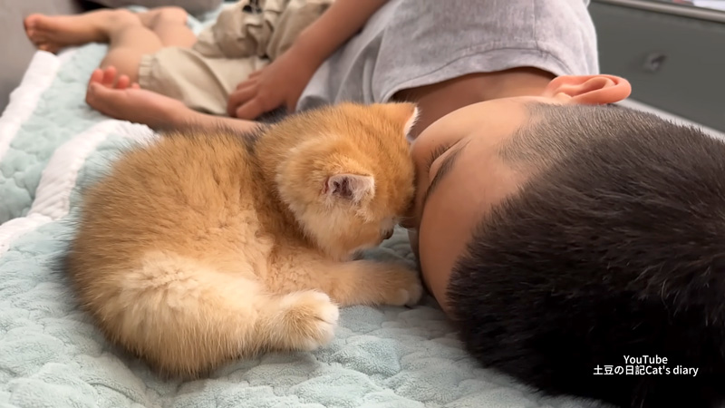 男の子と一緒に眠る子猫